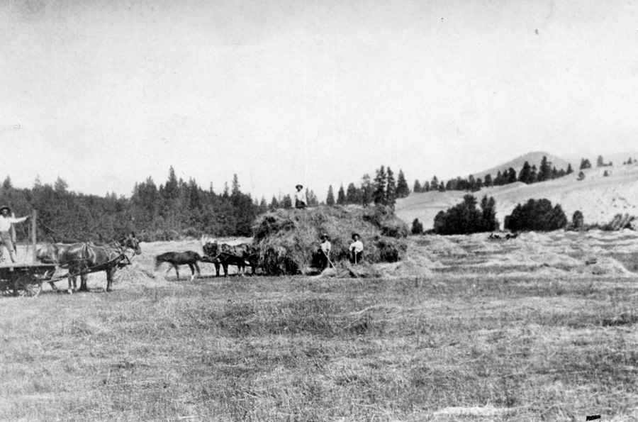 Haying on the Tom Ellis ranch